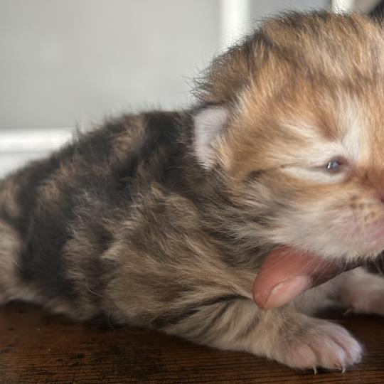 chaton Sibérien brown sunshine blotched tabby Bibin Botruc Chatterie du ZenÉmoi