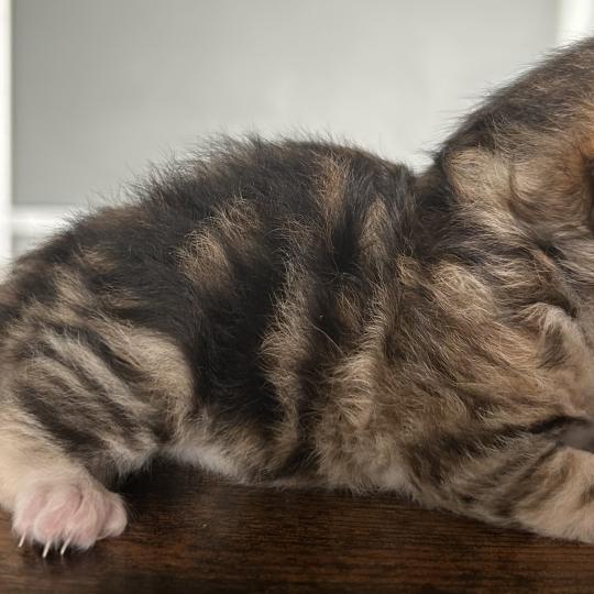 chaton Sibérien brown sunshine blotched tabby Bibin Botruc Chatterie du ZenÉmoi