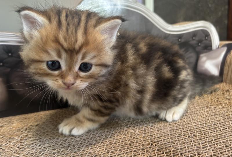 Bibin Botruc ZenÉmoi Mâle Sibérien