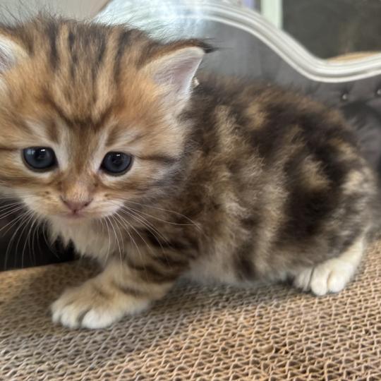 Bibin Botruc ZenÉmoi Mâle Sibérien