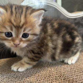 chaton Sibérien brown sunshine blotched tabby Bibin Botruc Chatterie du ZenÉmoi
