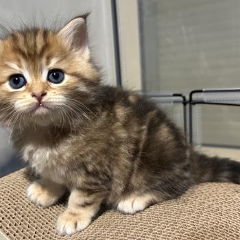 chaton Sibérien brown sunshine blotched tabby Bibin Botruc Chatterie du ZenÉmoi