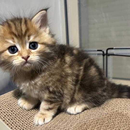 chaton Sibérien brown sunshine blotched tabby Bibin Botruc Chatterie du ZenÉmoi