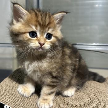 chaton Sibérien brown sunshine blotched tabby Bibin Botruc Chatterie du ZenÉmoi