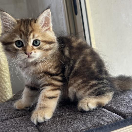 chaton Sibérien brown sunshine blotched tabby Bibin Botruc Chatterie du ZenÉmoi