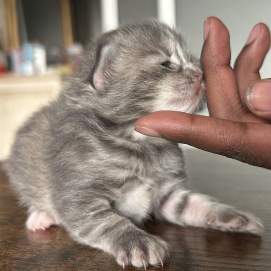 chaton Sibérien blue blotched tabby Billy Botruc Chatterie du ZenÉmoi