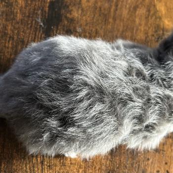 chaton Sibérien blue blotched tabby Billy Botruc Chatterie du ZenÉmoi