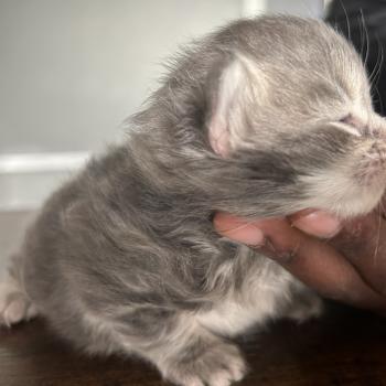 chaton Sibérien blue blotched tabby Billy Botruc Chatterie du ZenÉmoi