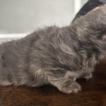 chaton Sibérien blue blotched tabby Billy Botruc Chatterie du ZenÉmoi