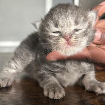 chaton Sibérien blue blotched tabby Billy Botruc Chatterie du ZenÉmoi