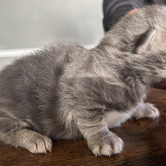 chaton Sibérien blue blotched tabby Billy Botruc Chatterie du ZenÉmoi