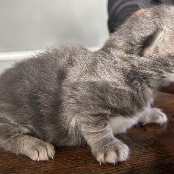 chaton Sibérien blue blotched tabby Billy Botruc Chatterie du ZenÉmoi