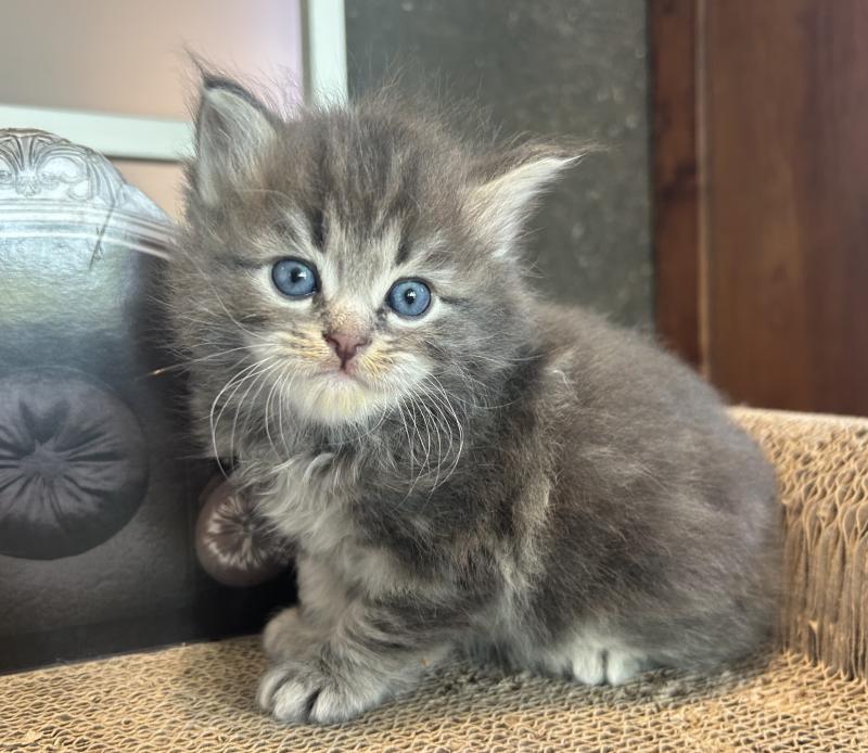 Billy Botruc ZenÉmoi Mâle Sibérien