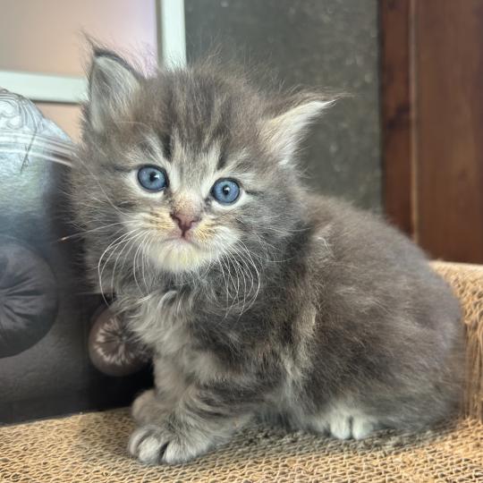chaton Sibérien blue blotched tabby Billy Botruc Chatterie du ZenÉmoi