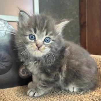 chaton Sibérien blue blotched tabby Billy Botruc Chatterie du ZenÉmoi