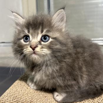 chaton Sibérien blue blotched tabby Billy Botruc Chatterie du ZenÉmoi