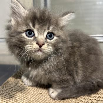 chaton Sibérien blue blotched tabby Billy Botruc Chatterie du ZenÉmoi