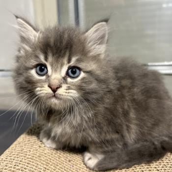 chaton Sibérien blue blotched tabby Billy Botruc Chatterie du ZenÉmoi