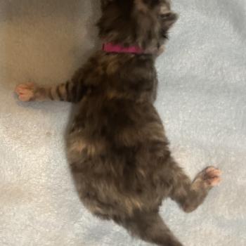 chaton Sibérien blue tortie Björk Chatterie du ZenÉmoi