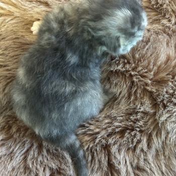 chaton Sibérien blue tortie Björk Chatterie du ZenÉmoi