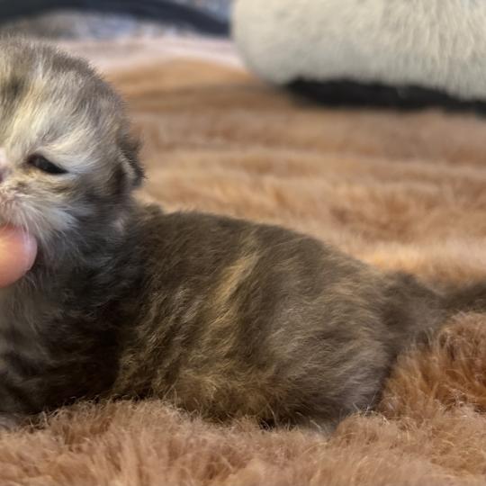 chaton Sibérien blue tortie Björk Chatterie du ZenÉmoi
