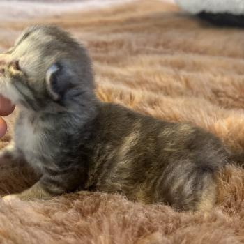 chaton Sibérien blue tortie Björk Chatterie du ZenÉmoi