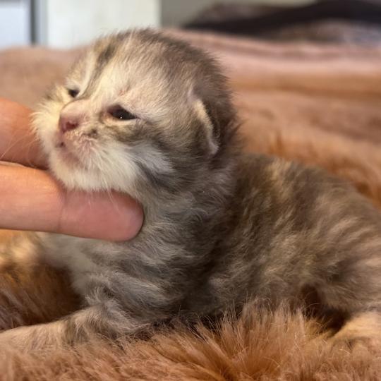 chaton Sibérien blue tortie Björk Chatterie du ZenÉmoi