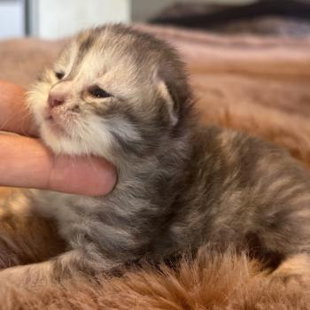 chaton Sibérien blue tortie Björk Chatterie du ZenÉmoi