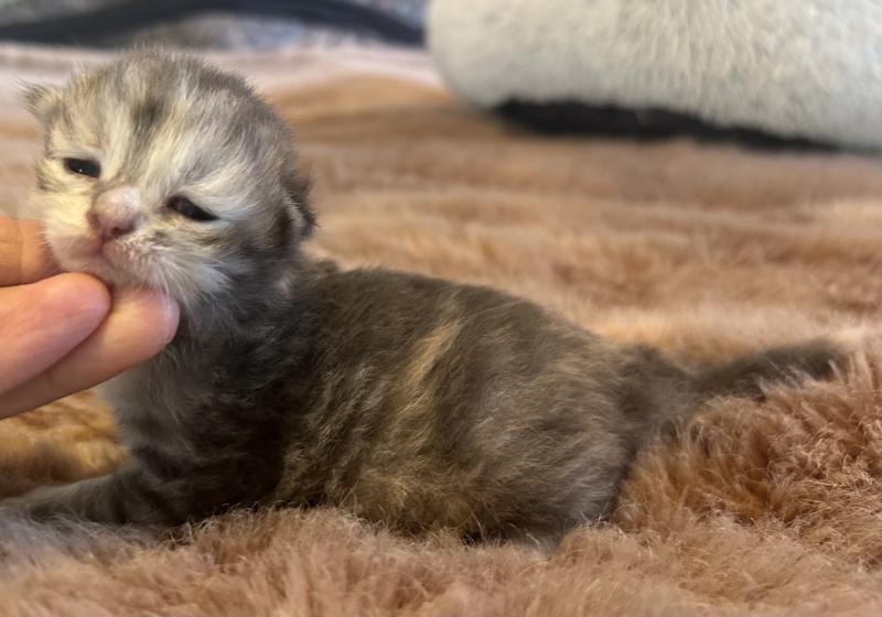 Björk ZenÉmoi Femelle Sibérien