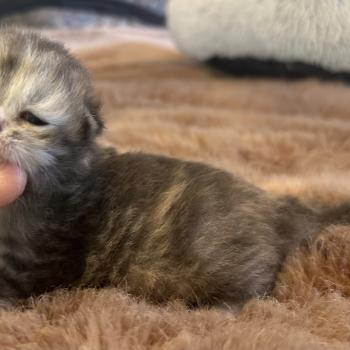 chaton Sibérien blue tortie Björk Chatterie du ZenÉmoi