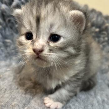 chaton Sibérien black tortie silver mackerel tabby & blanc Björk Chatterie du ZenÉmoi