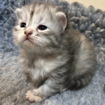 chaton Sibérien black tortie silver mackerel tabby & blanc Björk Chatterie du ZenÉmoi