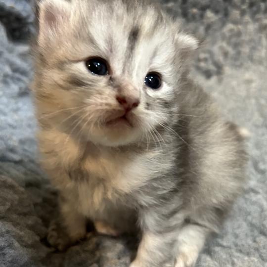 chaton Sibérien black tortie silver mackerel tabby & blanc Björk Chatterie du ZenÉmoi
