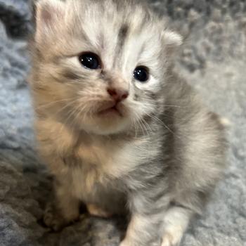 chaton Sibérien black tortie silver mackerel tabby & blanc Björk Chatterie du ZenÉmoi