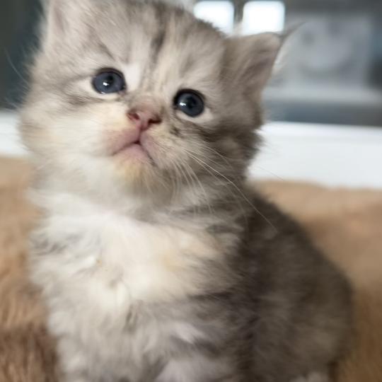 chaton Sibérien black tortie silver mackerel tabby & blanc Björk Chatterie du ZenÉmoi