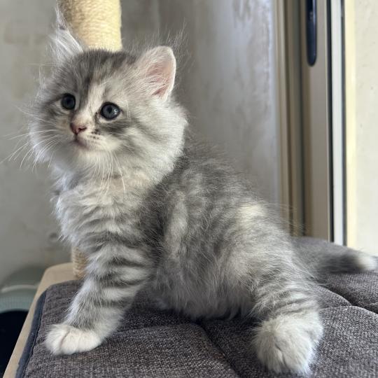 chaton Sibérien blue tortie silver mackerel tabby & blanc Björk Chatterie du ZenÉmoi