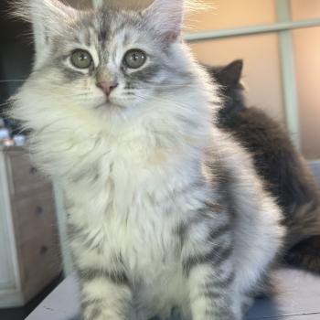 chaton Sibérien blue tortie silver mackerel tabby & blanc Björk Chatterie du ZenÉmoi