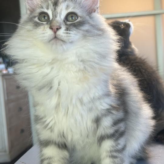 chaton Sibérien blue tortie silver mackerel tabby & blanc Björk Chatterie du ZenÉmoi