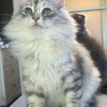 chaton Sibérien blue tortie silver mackerel tabby & blanc Björk Chatterie du ZenÉmoi