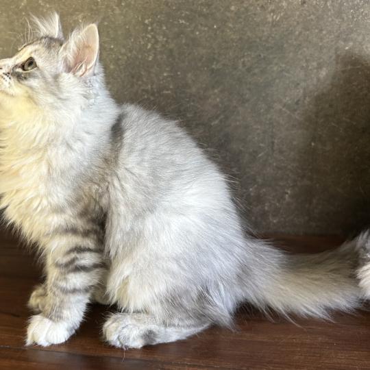 chaton Sibérien blue tortie silver mackerel tabby & blanc Björk Chatterie du ZenÉmoi