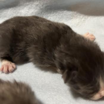 chaton Sibérien blue bicolor Blur Chatterie du ZenÉmoi