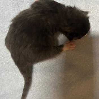 chaton Sibérien blue bicolor Blur Chatterie du ZenÉmoi