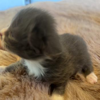 chaton Sibérien blue bicolor Blur Chatterie du ZenÉmoi