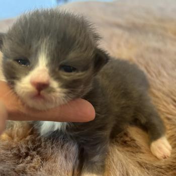 chaton Sibérien blue bicolor Blur Chatterie du ZenÉmoi