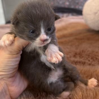 chaton Sibérien blue bicolor Blur Chatterie du ZenÉmoi