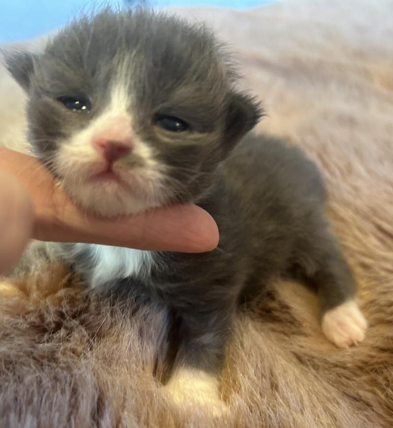 Blur ZenÉmoi Mâle Sibérien