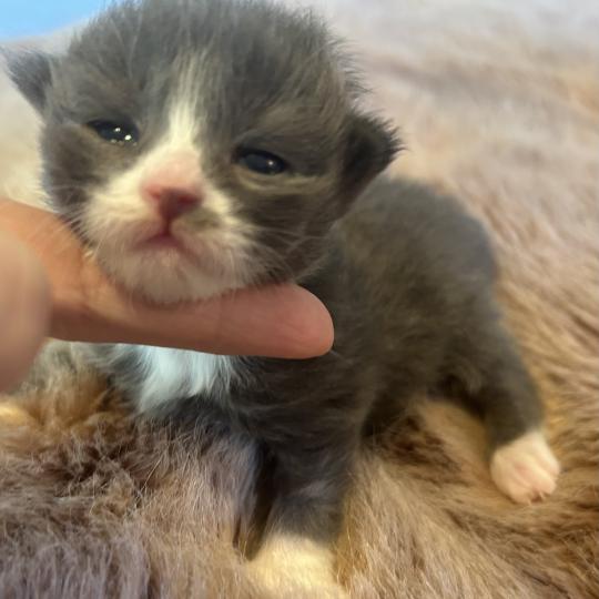 Blur ZenÉmoi Mâle Sibérien