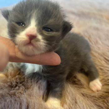 chaton Sibérien blue bicolor Blur Chatterie du ZenÉmoi