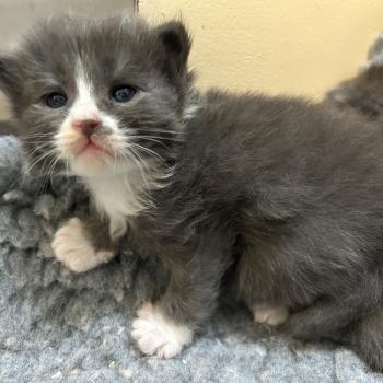 chaton Sibérien blue bicolor Blur Chatterie du ZenÉmoi