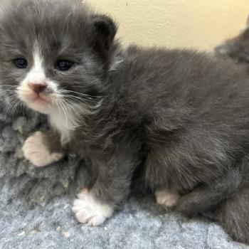 chaton Sibérien blue bicolor Blur Chatterie du ZenÉmoi